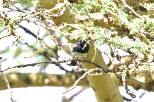 White-bellied Tit (Melaniparus albiventris)
