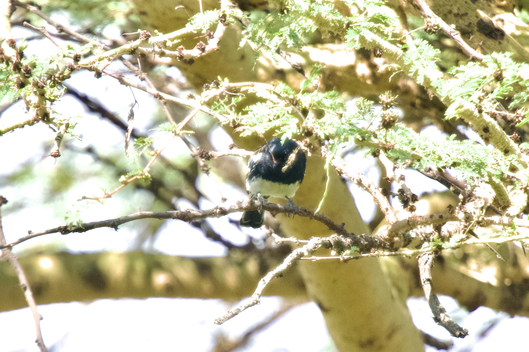 White-bellied Tit illustration
