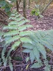 Cyathea
