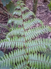 Cyathea
