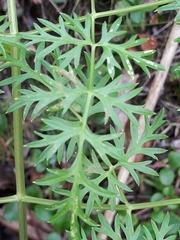 Cnidium cnidiifolium