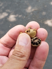 Callirhytis quercusoperator