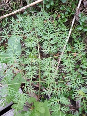 Cnidium cnidiifolium