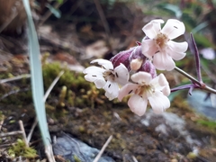 Silene repens