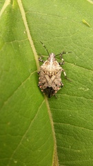 Apateticus lineolatus