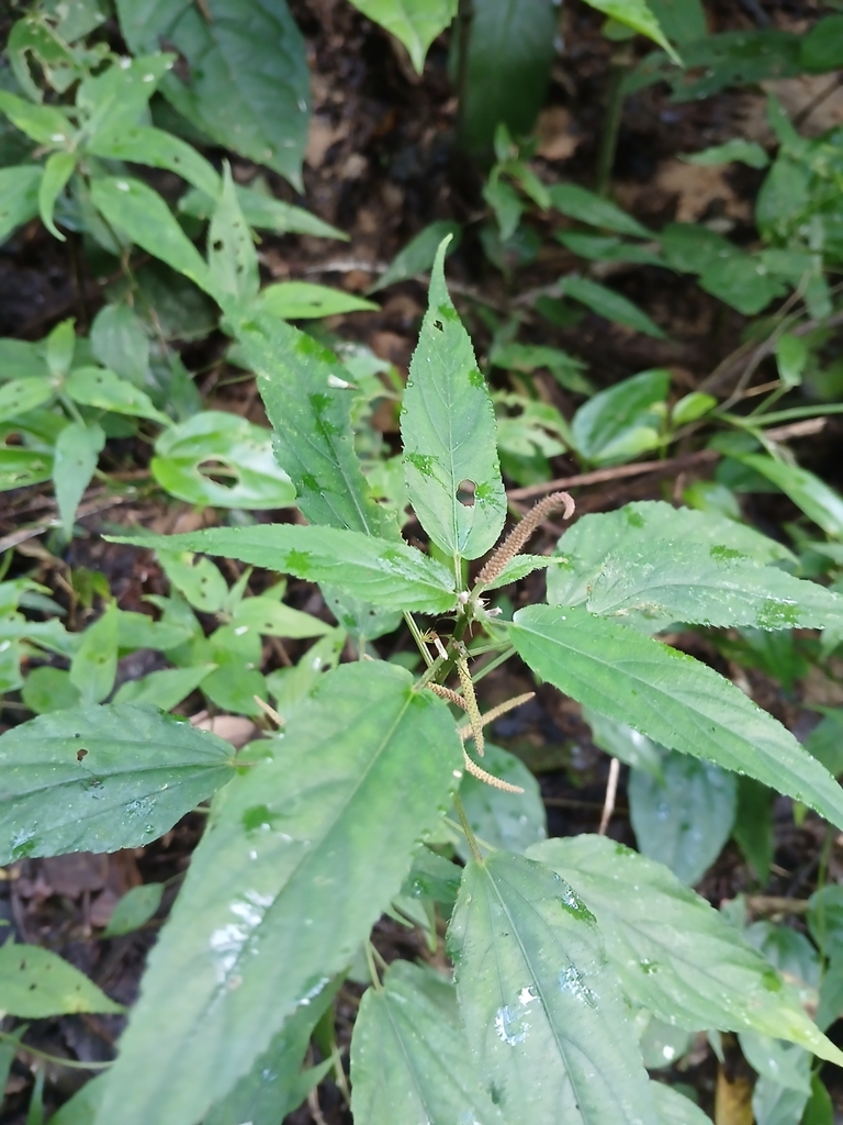 Acalypha gracilis 4
