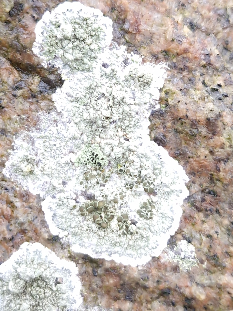 Lecanora helicopis