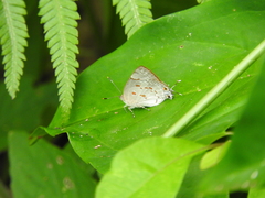 Tmolus echion echiolus