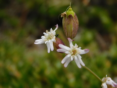 Silene douglasii