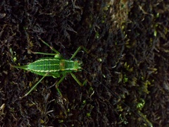 Barbitistes constrictus