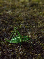 Barbitistes constrictus