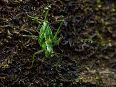 Barbitistes constrictus