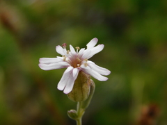 Silene douglasii