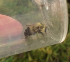 Bombus perplexus