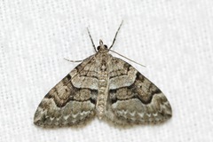 Thera contractata