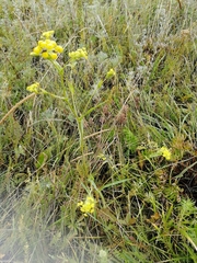 Bupleurum multinerve