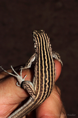 Aspidoscelis neomexicanus