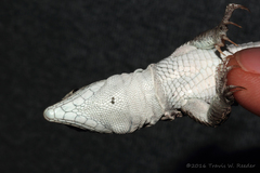 Aspidoscelis neomexicanus