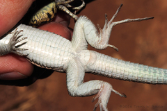 Aspidoscelis neomexicanus