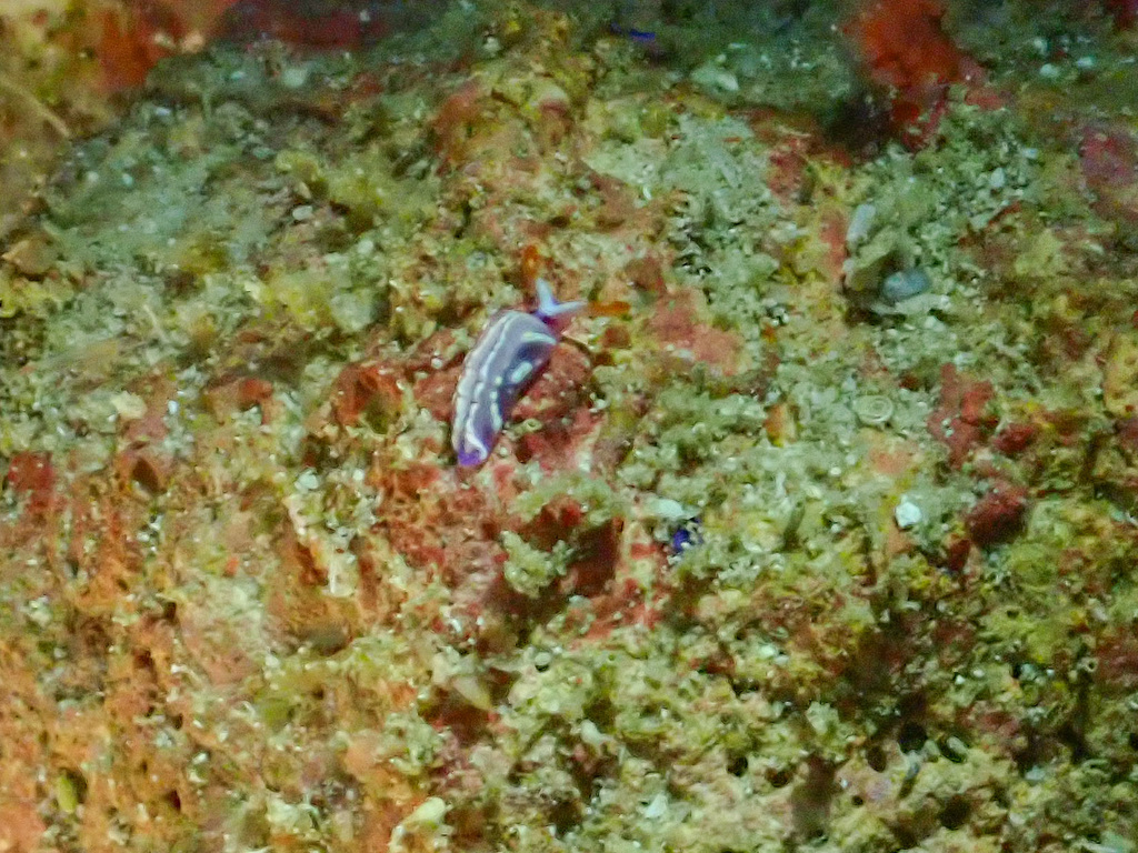 White-marked Taco Slug
