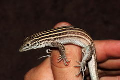 Aspidoscelis neomexicanus