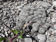 Coryphantha delicata