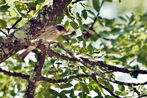 Black-eared Seedeater (Crithagra mennelli), photo 7