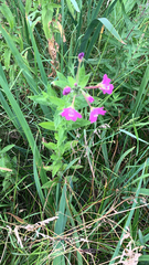 Epilobium hirsutum
