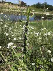 Leonurus cardiaca