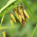 Carex mertensii - Photo (c) J. Maughn, algunos derechos reservados (CC BY-NC), uploaded by James Maughn
