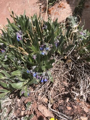 Mertensia lanceolata