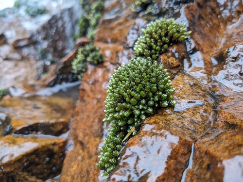 Ochiobryum blandum, 2024-11-24