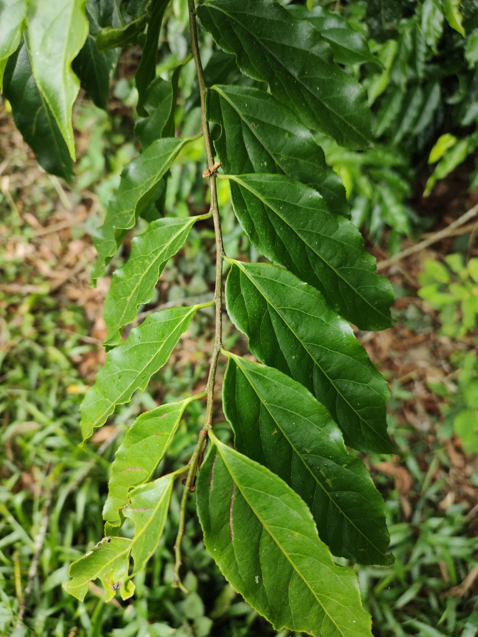 Casearia sylvestris
