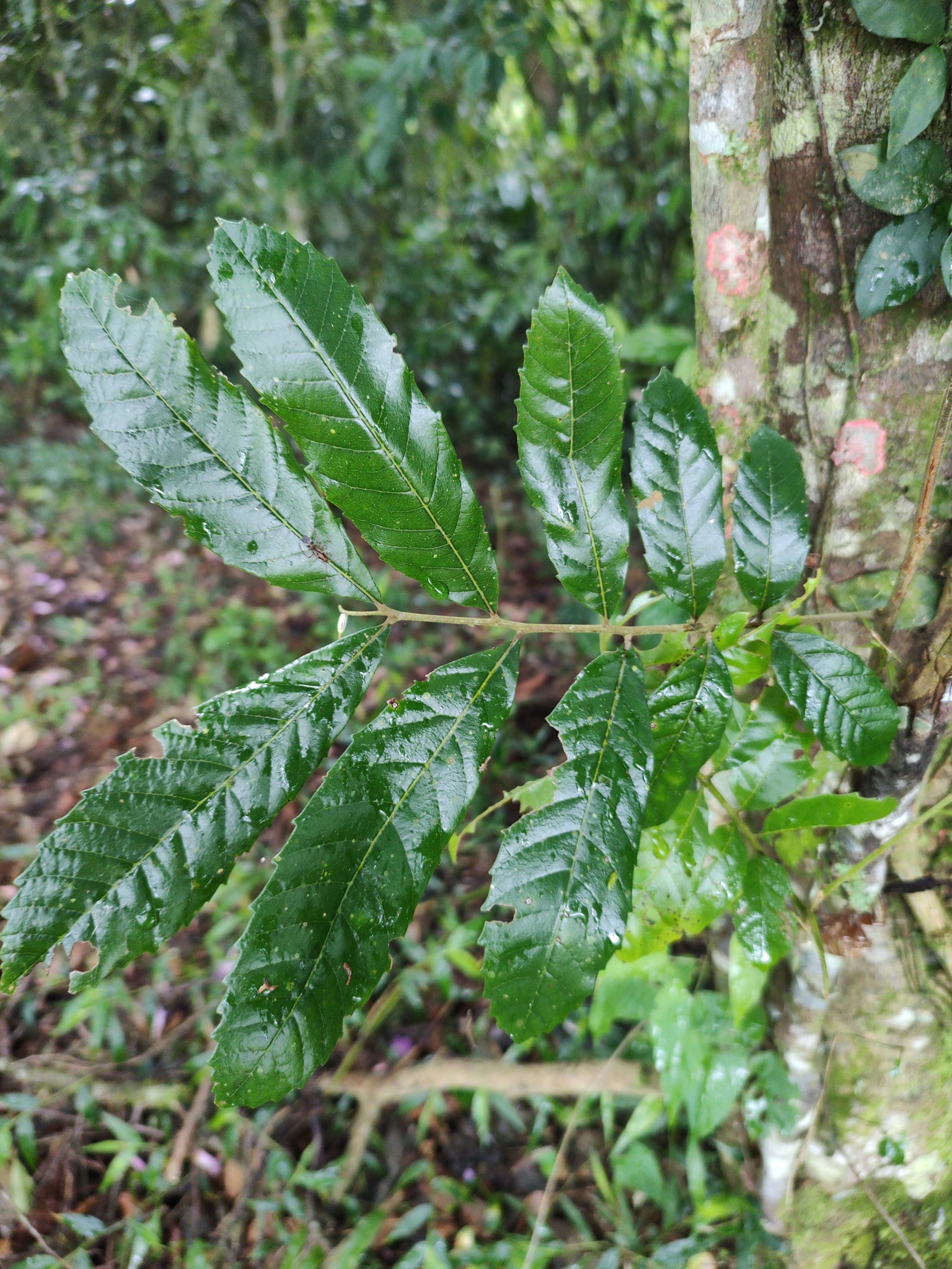 Cupania vernalis