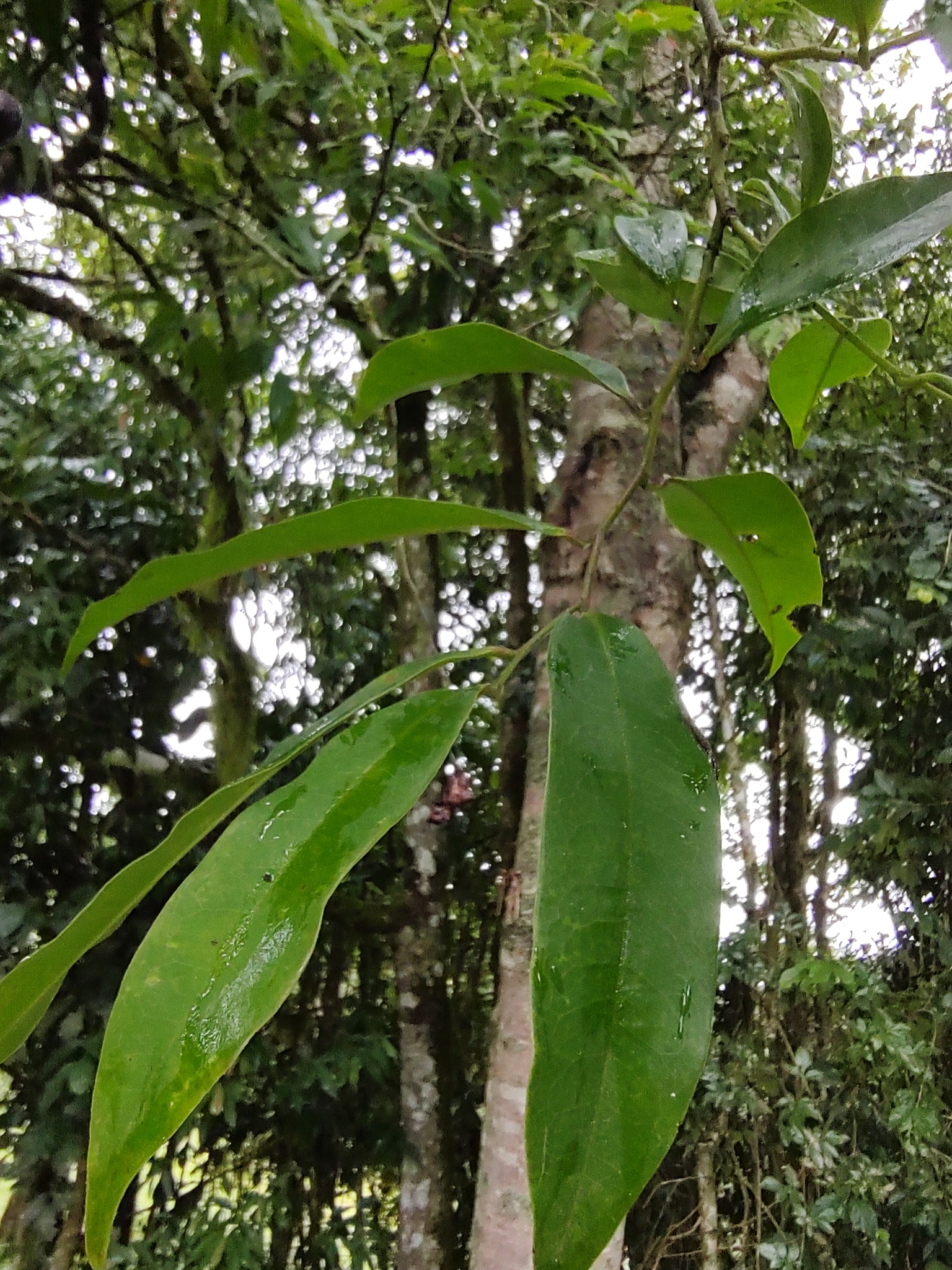 Guatteria australis