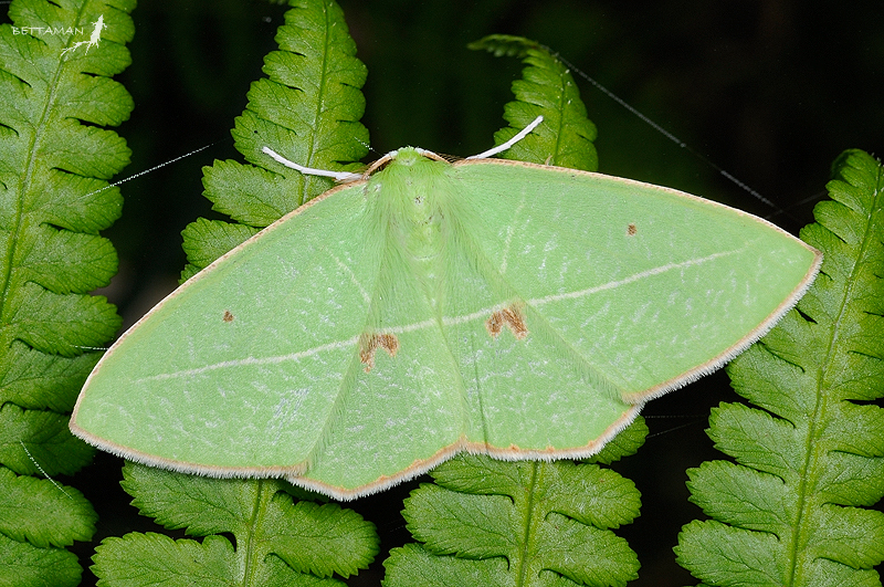 Tanaoctenia haliaria