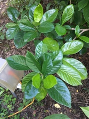 Gardenia jasminoides