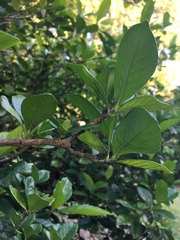 Gardenia jasminoides