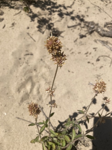 Image of Gomphrena perennis by (c) Facundo Chieffo, some rights reserved (CC BY)