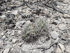 Coryphantha delicata