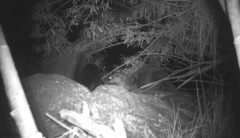 Lontra longicaudis annectens