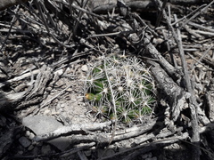 Coryphantha delicata