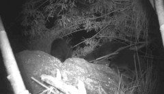 Lontra longicaudis annectens