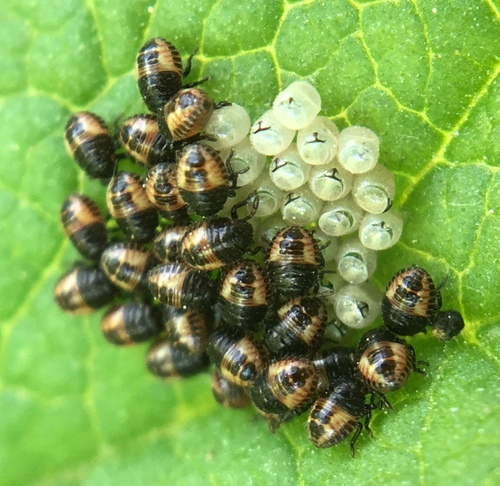 Uoginė skydblakė nuotrauka