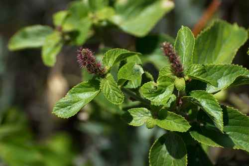 Acalypha communis (Acalypha communis)