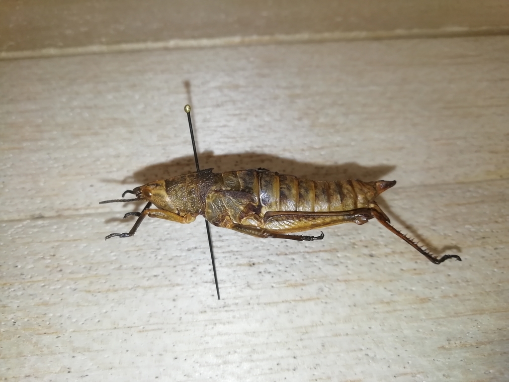 Yunnanites albomargina