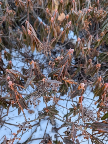 Ledum Milky Way (Rhododendron diversipilosum)