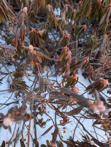 Image of Rhododendron diversipilosum by (c) Simone Littledale, some rights reserved (CC BY)