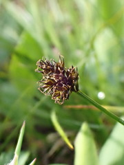 Carex microptera