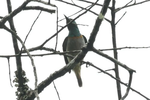 Grey-chinned Sunbird (Anthreptes tephrolaemus), photo 7